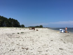 Sola och bada på Öland